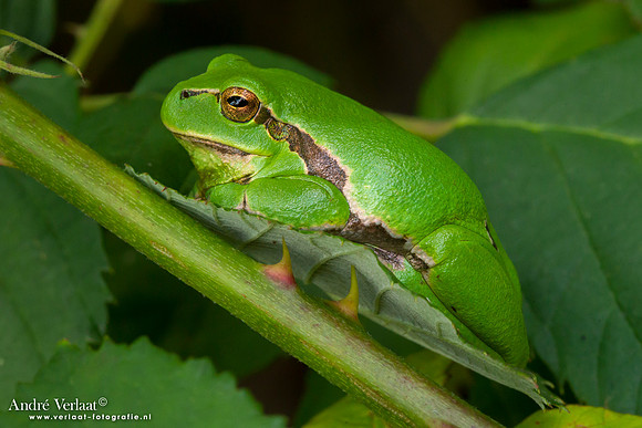 Europese Boomkikker / European Tree Frog - The Netherlands