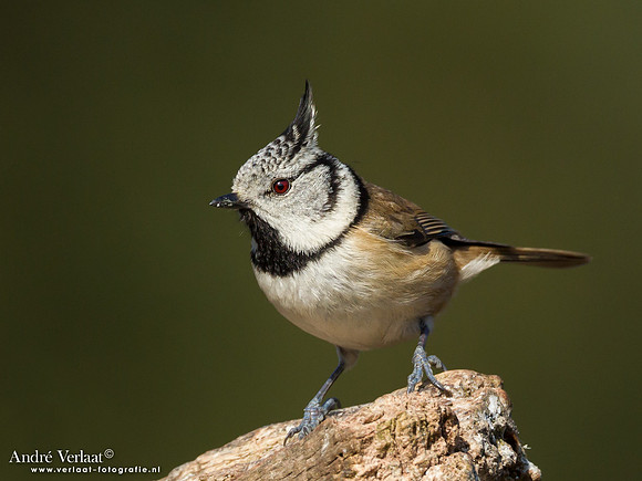 Kuifmees / Crested Tit - Lemelerberg