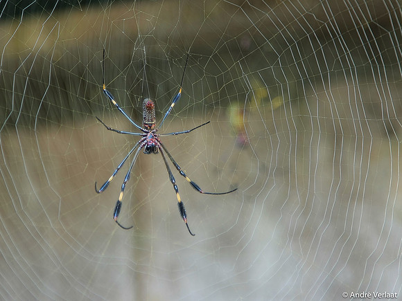 Gouden Wielwebspin / Golden Orb-weaver - Corcovado NP, Costa Rica