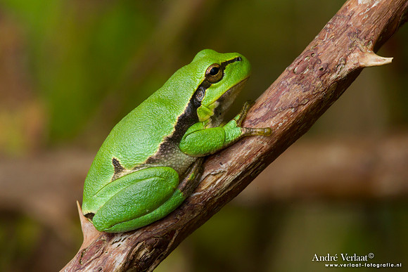 Europese Boomkikker / European Tree Frog - The Netherlands