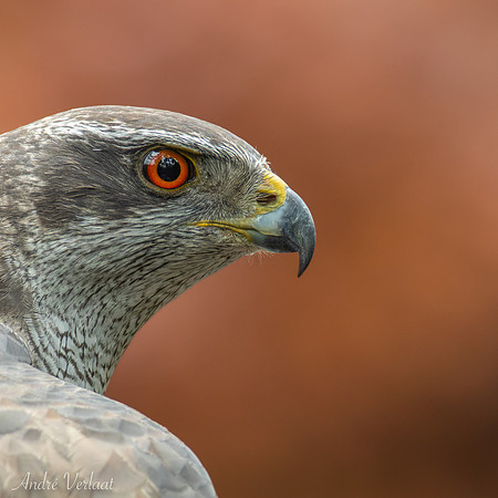 Havik / Northern Goshawk - Oss