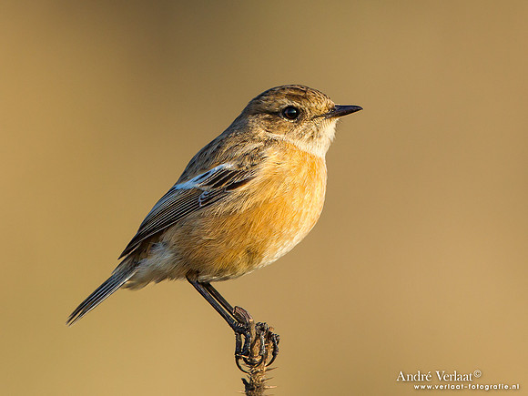 Roodborsttapuit / Stonechat - Hargen aan Zee