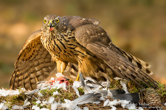 Havik / Northern Goshawk - Kalmthout