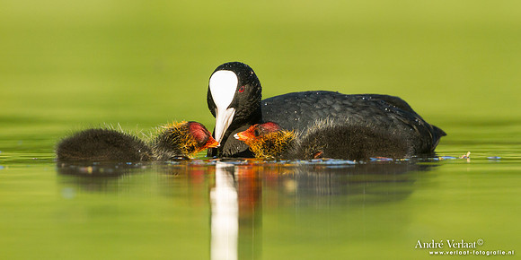 Meerkoet / Coot - Wognum