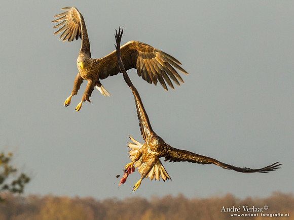 Zeearend / White-tailed Eagle - Central Poland