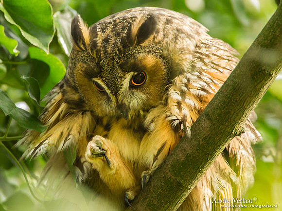 Ransuil / Long-eared Owl - Beets