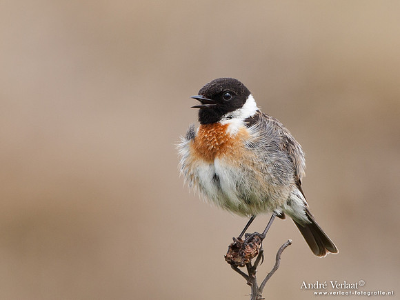 Roodborsttapuit / Stonechat - Hargen aan Zee