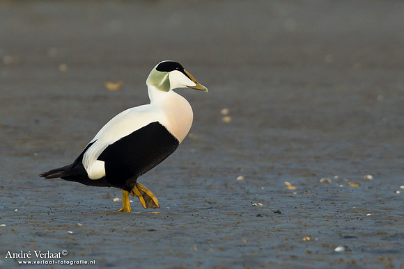 Eider / Eider - Texel