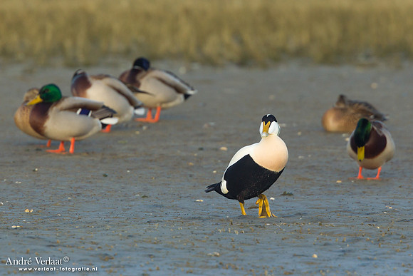 Eider / Eider - Texel