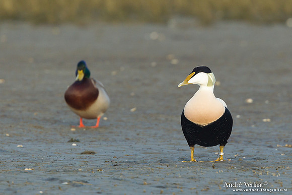 Eider / Eider - Texel