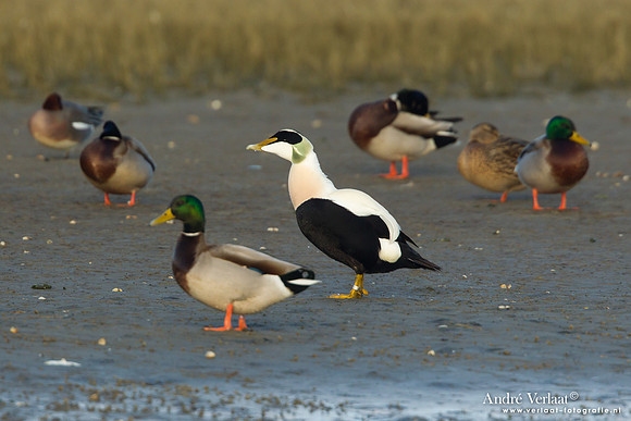 Eider / Eider - Texel