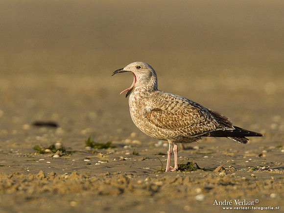 Zilvermeeuw / Herring Gull - Texel