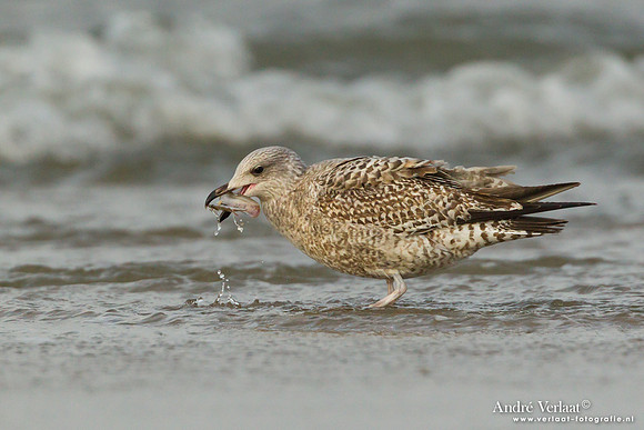 Zilvermeeuw / Herring Gull - Texel
