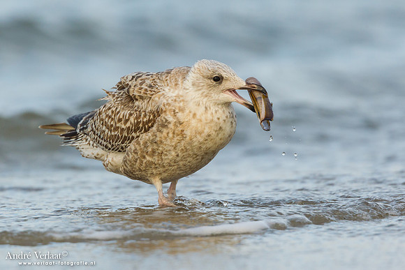 Zilvermeeuw / Herring Gull - Texel