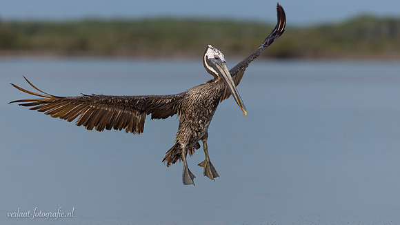 Bruine Pelikaan / Brown Pelican - Rio Lagartos
