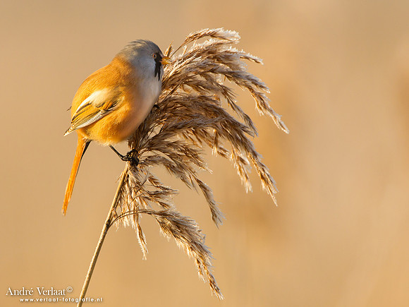 Baardman / Bearded Reedling - Oostvaardersplassen
