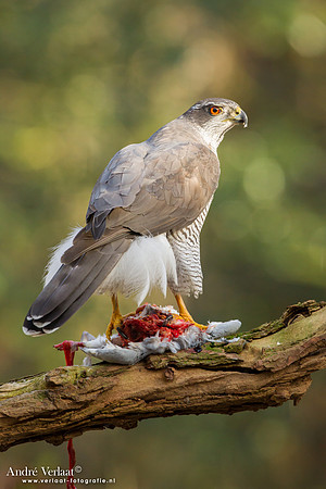 Havik / Northern Goshawk - Oosterhout