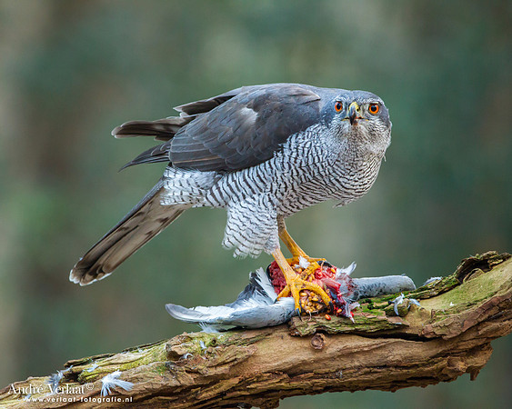 Havik / Northern Goshawk - Oosterhout