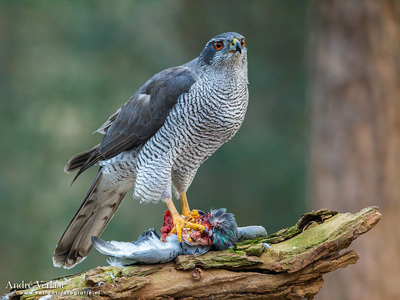 Havik / Northern Goshawk - Oosterhout