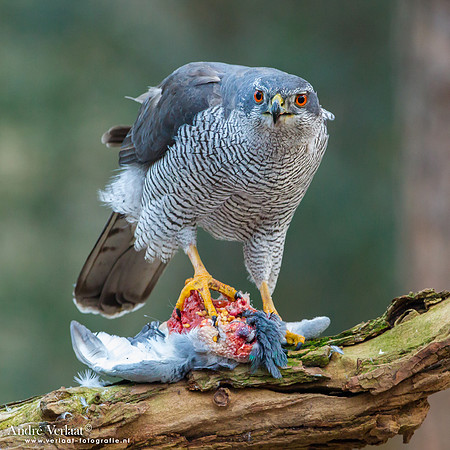 Havik / Northern Goshawk - Oosterhout