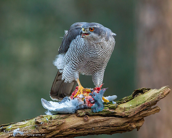 Havik / Northern Goshawk - Oosterhout