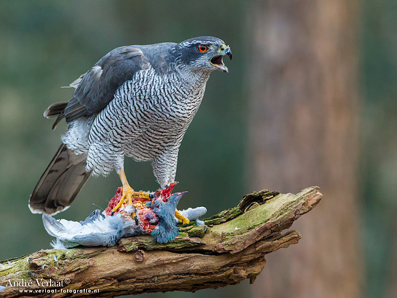 Havik / Northern Goshawk - Oosterhout