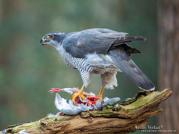 Havik / Northern Goshawk - Oosterhout