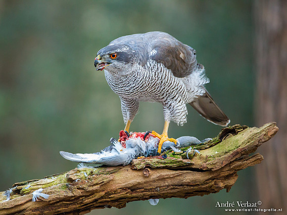 Havik / Northern Goshawk - Oosterhout