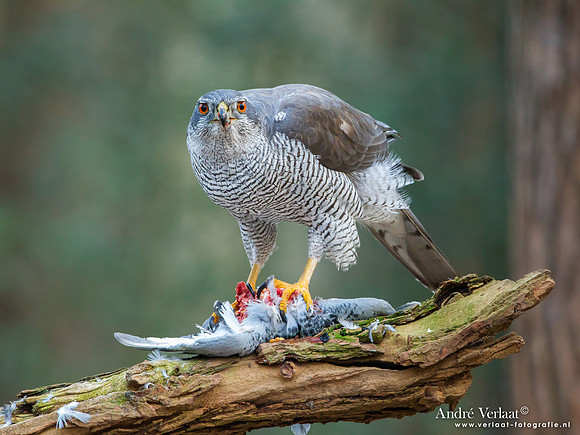 Havik / Northern Goshawk - Oosterhout