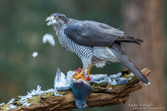 Havik / Northern Goshawk - Oosterhout
