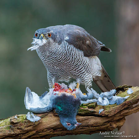 Havik / Northern Goshawk - Oosterhout