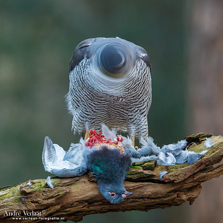 Havik / Northern Goshawk - Oosterhout