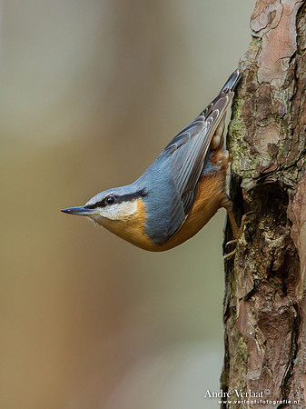 Boomklever / Nuthatch - Oosterhout