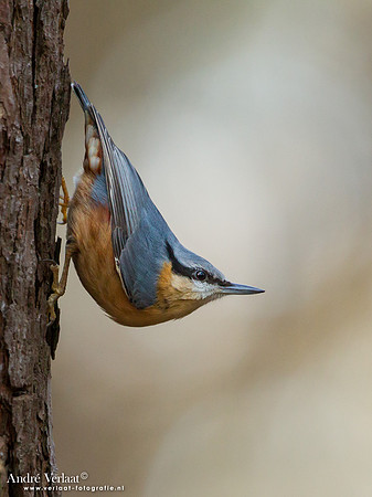 Boomklever / Nuthatch - Oosterhout