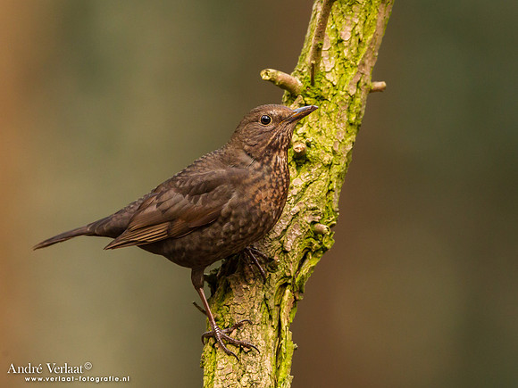 Merel / Blackbird - Oosterhout