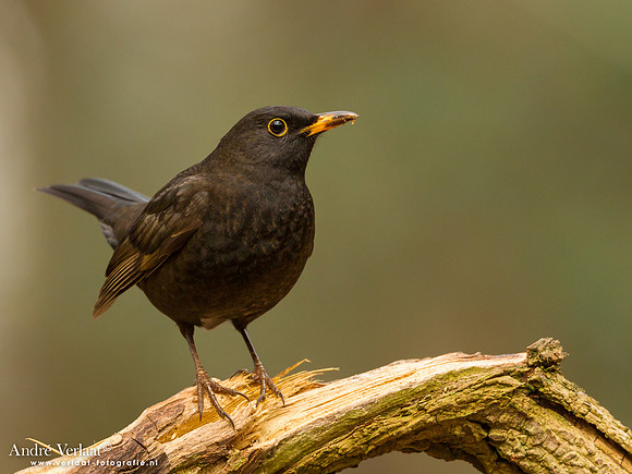 Merel / Blackbird - Oosterhout