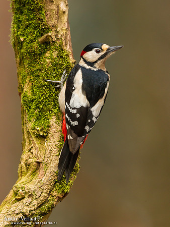 Grote Bonte Specht / Great Spotted Woodpecker - Oosterhout