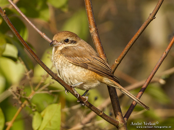 Bruine Klauwier / Brown Shrike - Den Helder