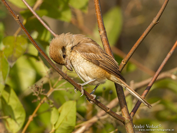 Bruine Klauwier / Brown Shrike - Den Helder