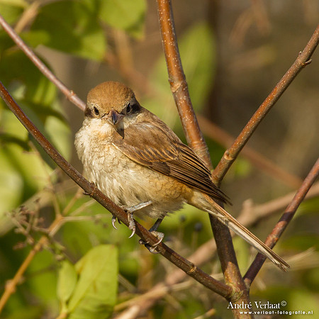 Bruine Klauwier / Brown Shrike - Den Helder