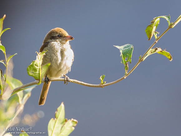 Bruine Klauwier / Brown Shrike - Den Helder