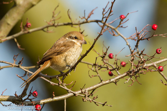 Bruine Klauwier / Brown Shrike - Den Helder