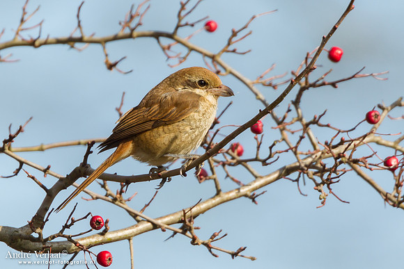 Bruine Klauwier / Brown Shrike - Den Helder