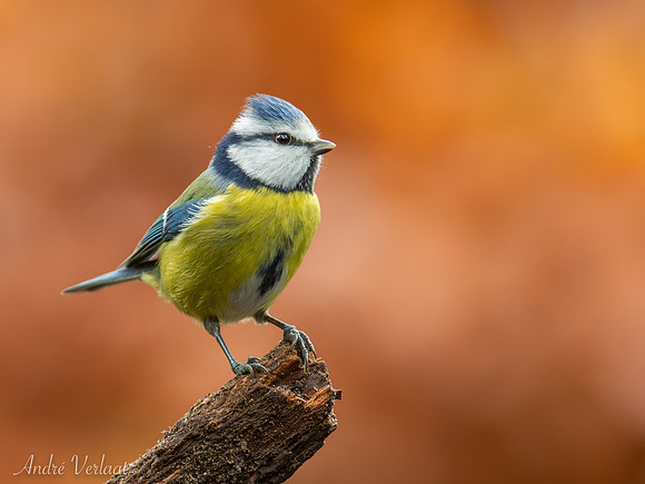 Pimpelmees / Blue Tit - Oss