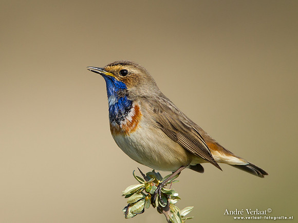 Blauwborst / Bluethroat - Katwijk