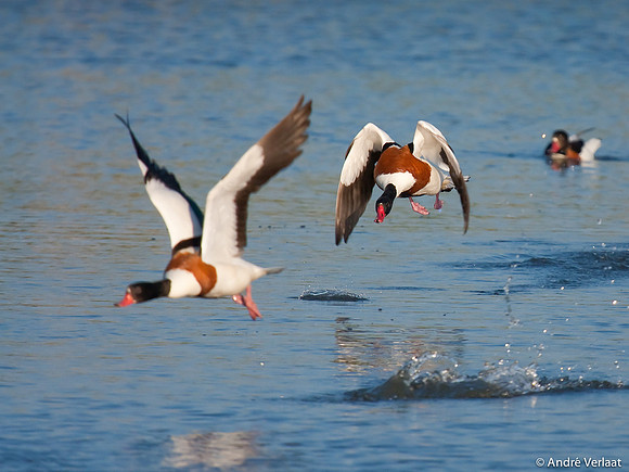 Bergeend / Shelduck - Egboetswater