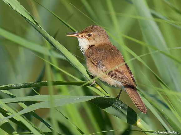 Kleine Karekiet / Reed Warbler - Egboetswater