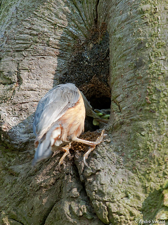 Boomklever / Nuthatch - Stevensbeek