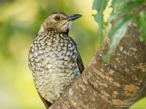 Geelnekprieelvogel / Regent Bowerbird (F) - Lamington Park