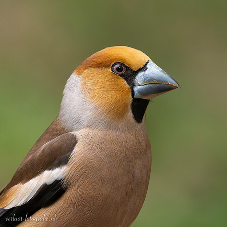 Appelvink / Hawfinch - Lemelerberg